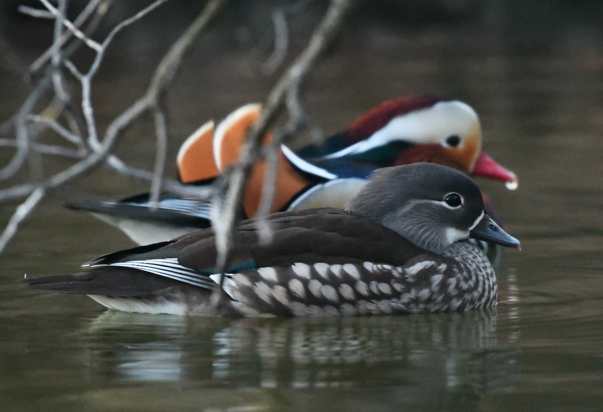 Mandarin Duck - ML522650031