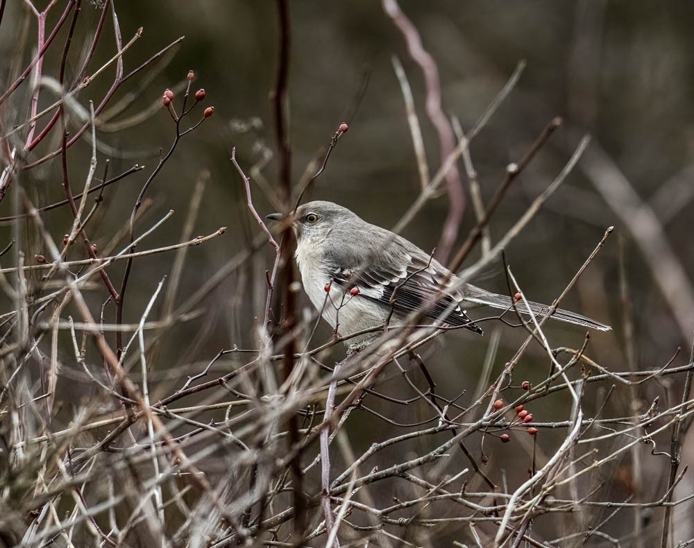 Northern Mockingbird - ML522652701