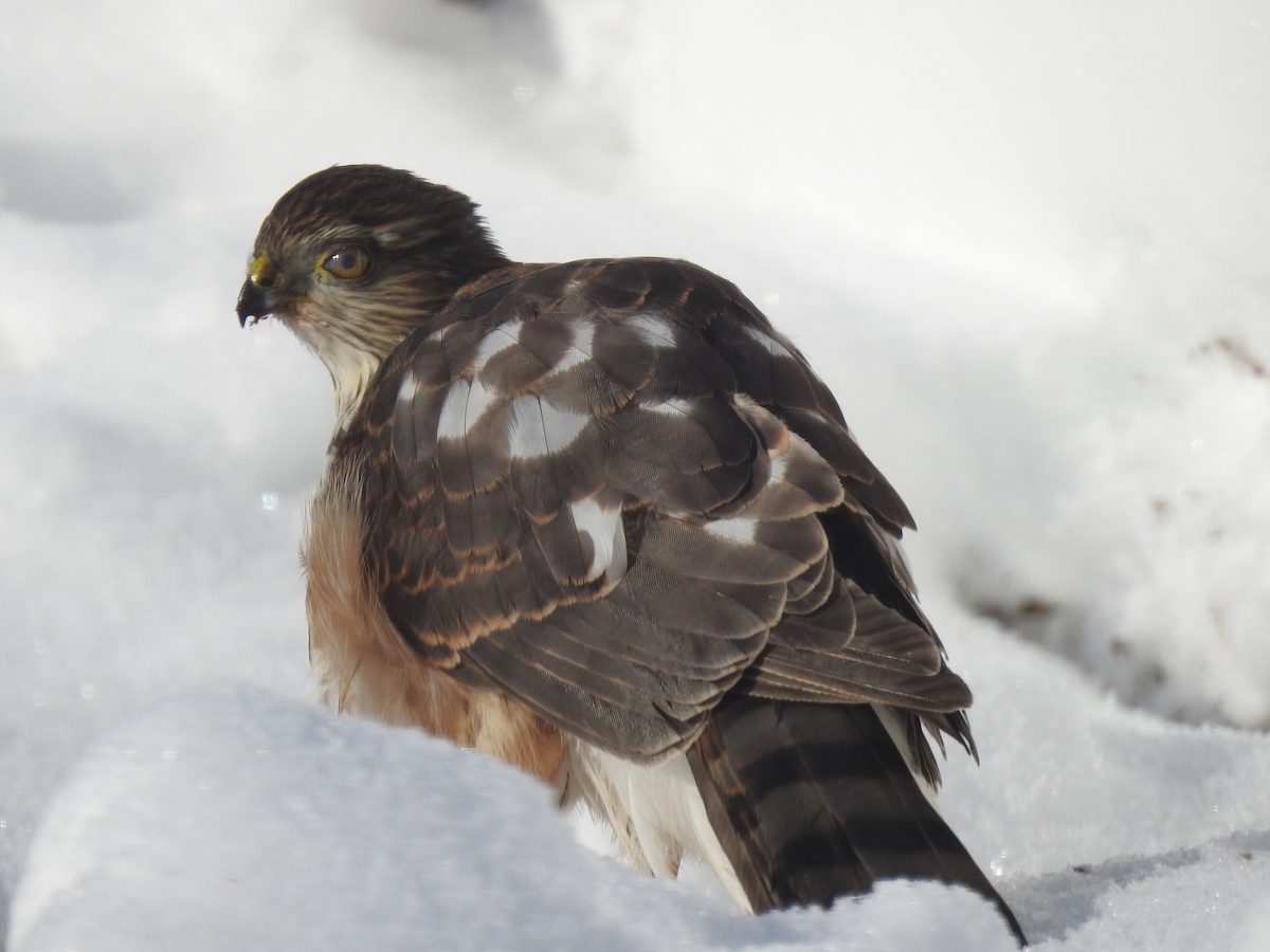 Sharp-shinned Hawk - ML522652731