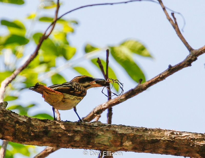 Streaked Flycatcher - ML52265281