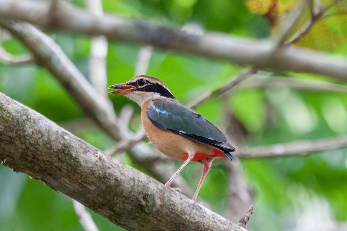 eBird Checklist - 13 Jan 2014 - Kitulgala--Kelani Valley/Makandawa ...
