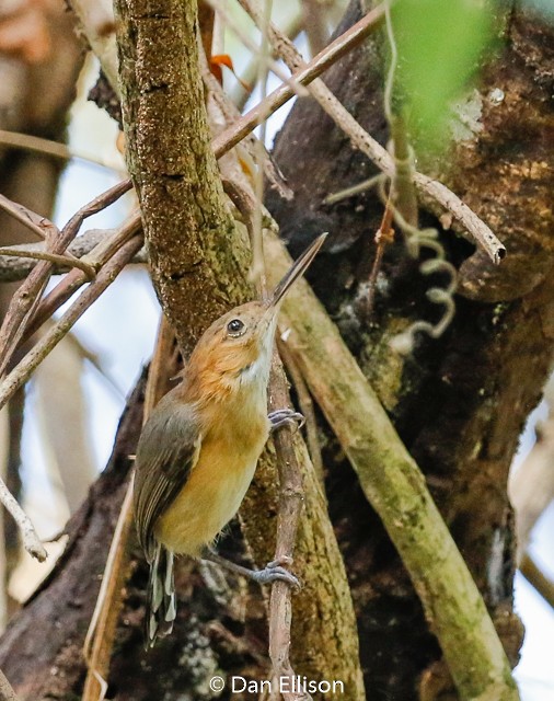 Long-billed Gnatwren - ML52265521