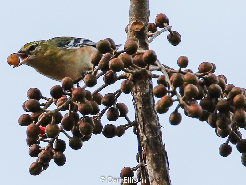 Bay-breasted Warbler - Dan Ellison