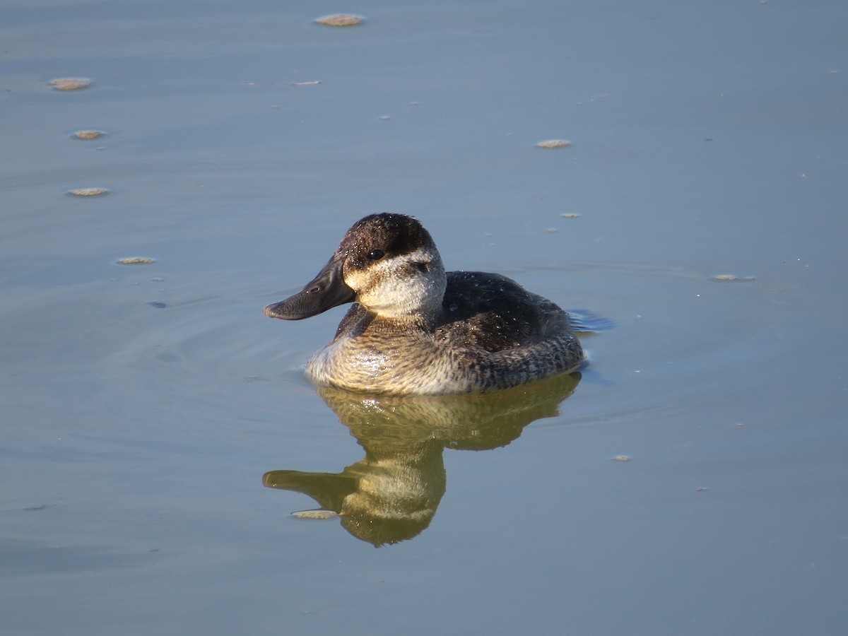 Ruddy Duck - ML522655901