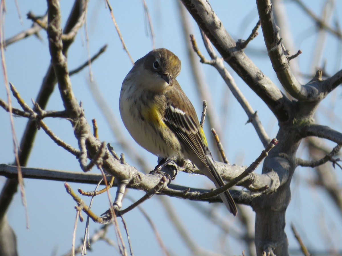 Yellow-rumped Warbler - ML522655951