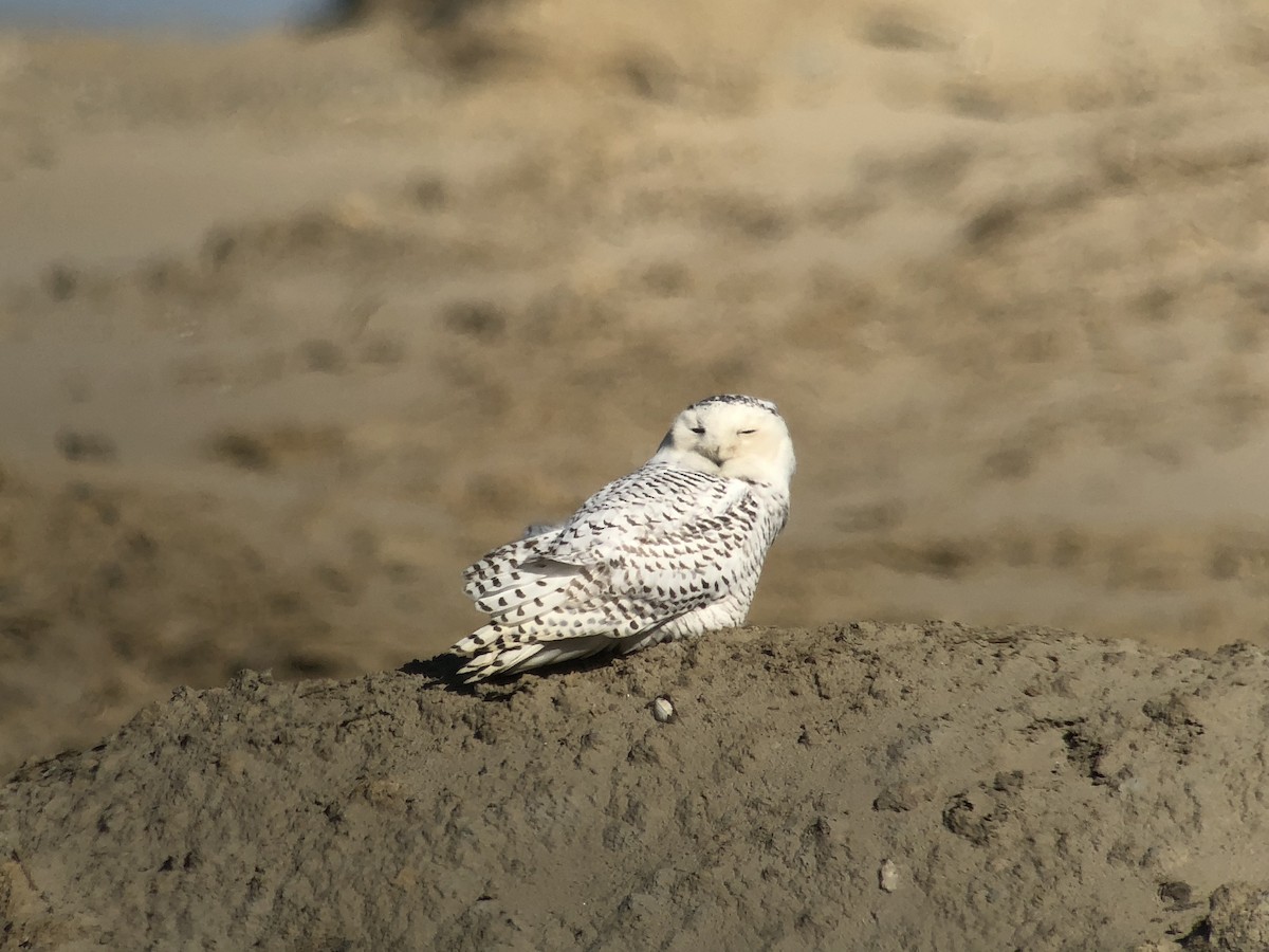 Snowy Owl - ML522656761