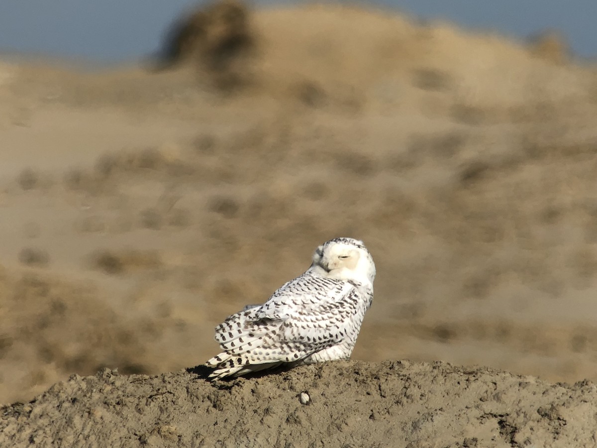 Snowy Owl - ML522656781