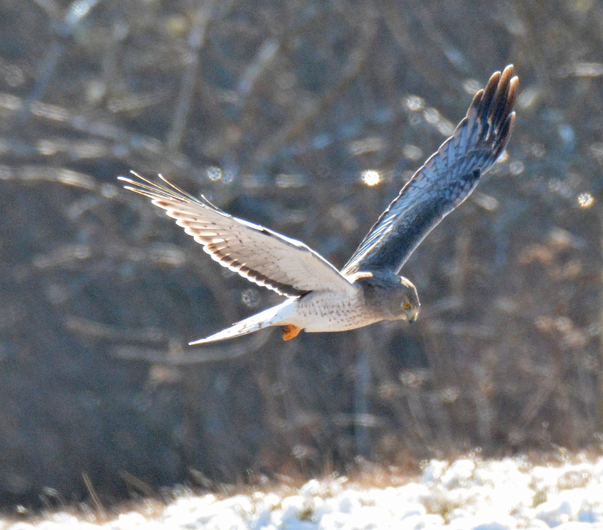 Northern Harrier - Michael J Good