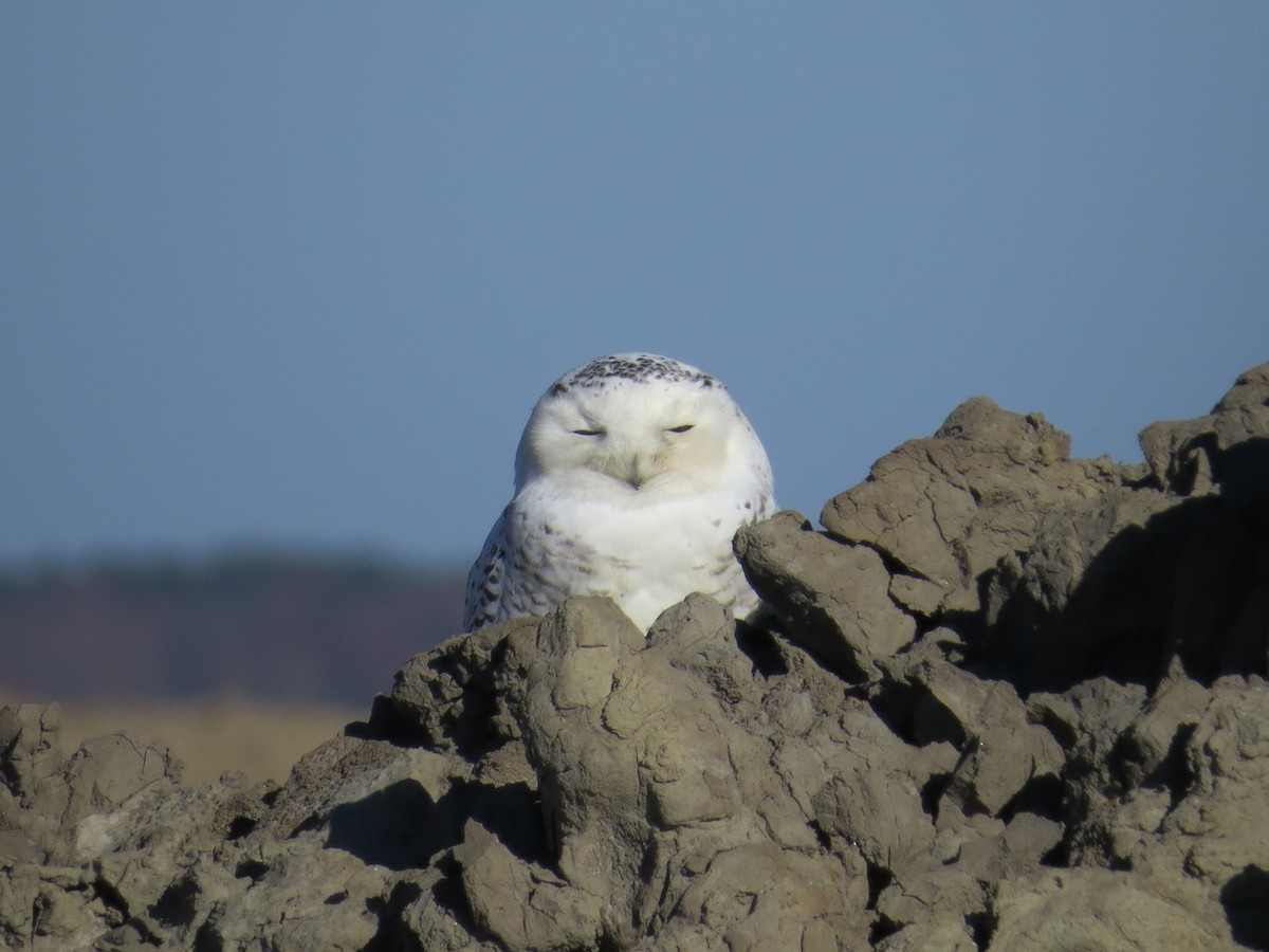 Snowy Owl - ML522656851