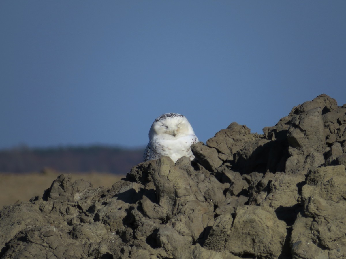 Snowy Owl - ML522656861