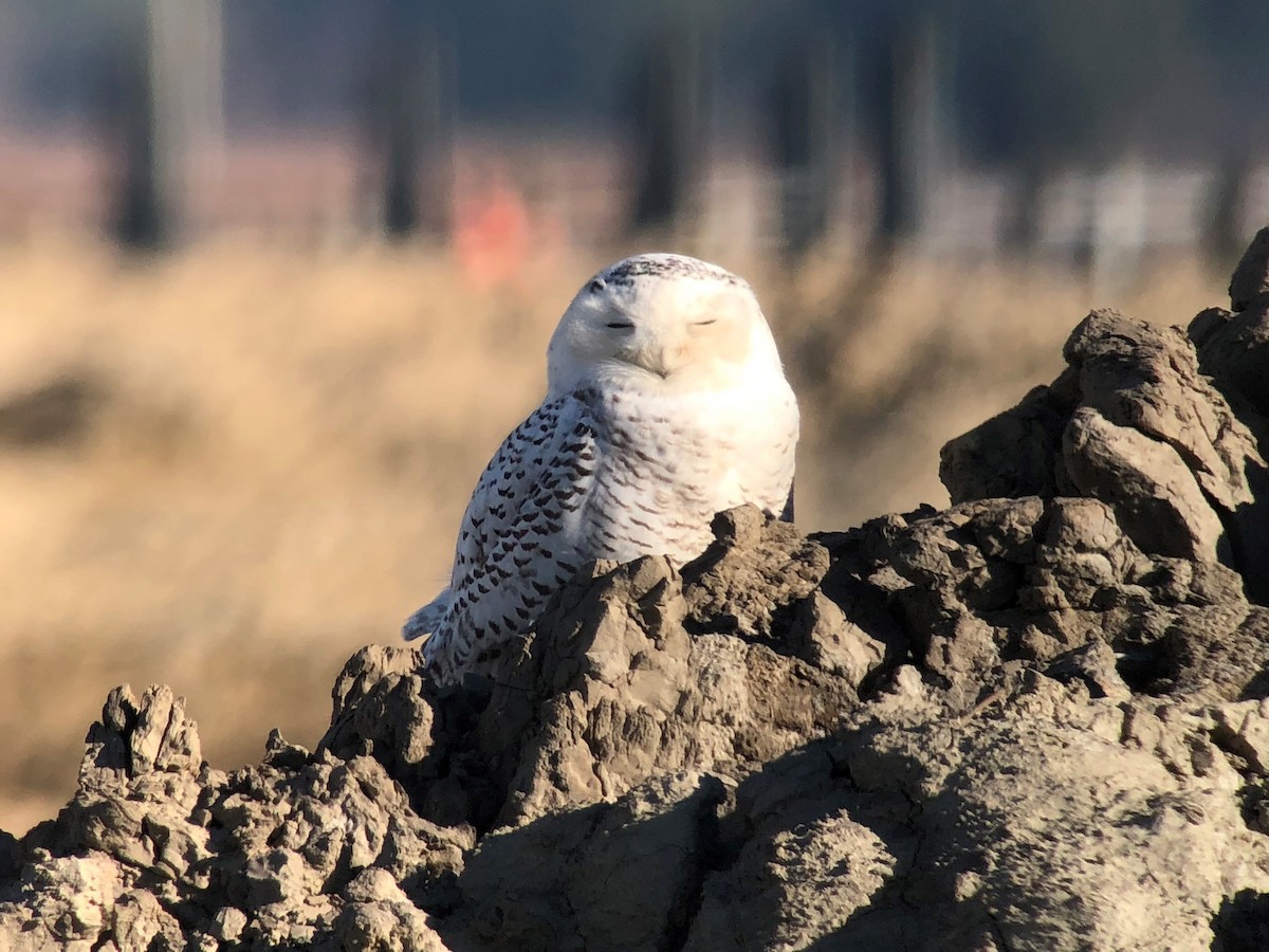 Snowy Owl - ML522656881