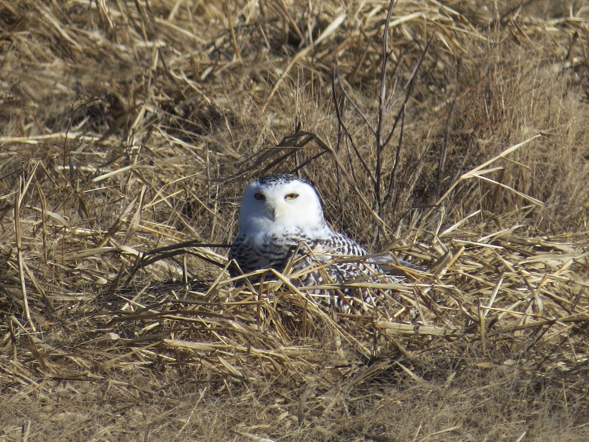 Snowy Owl - ML522657071