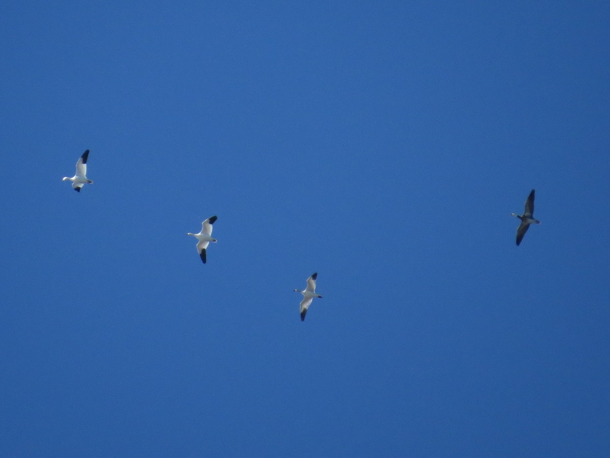 Snow Goose - ML522657931