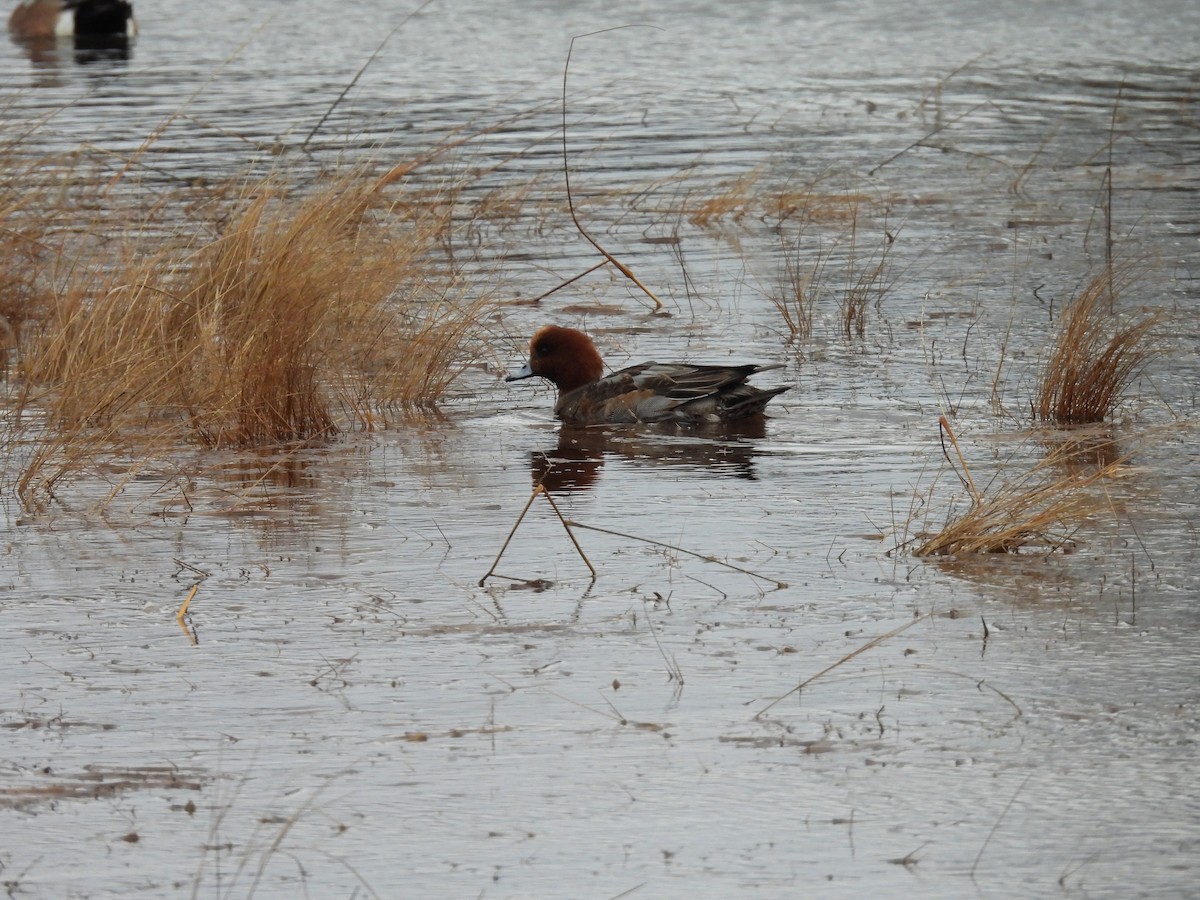 Eurasian Wigeon - ML522658111