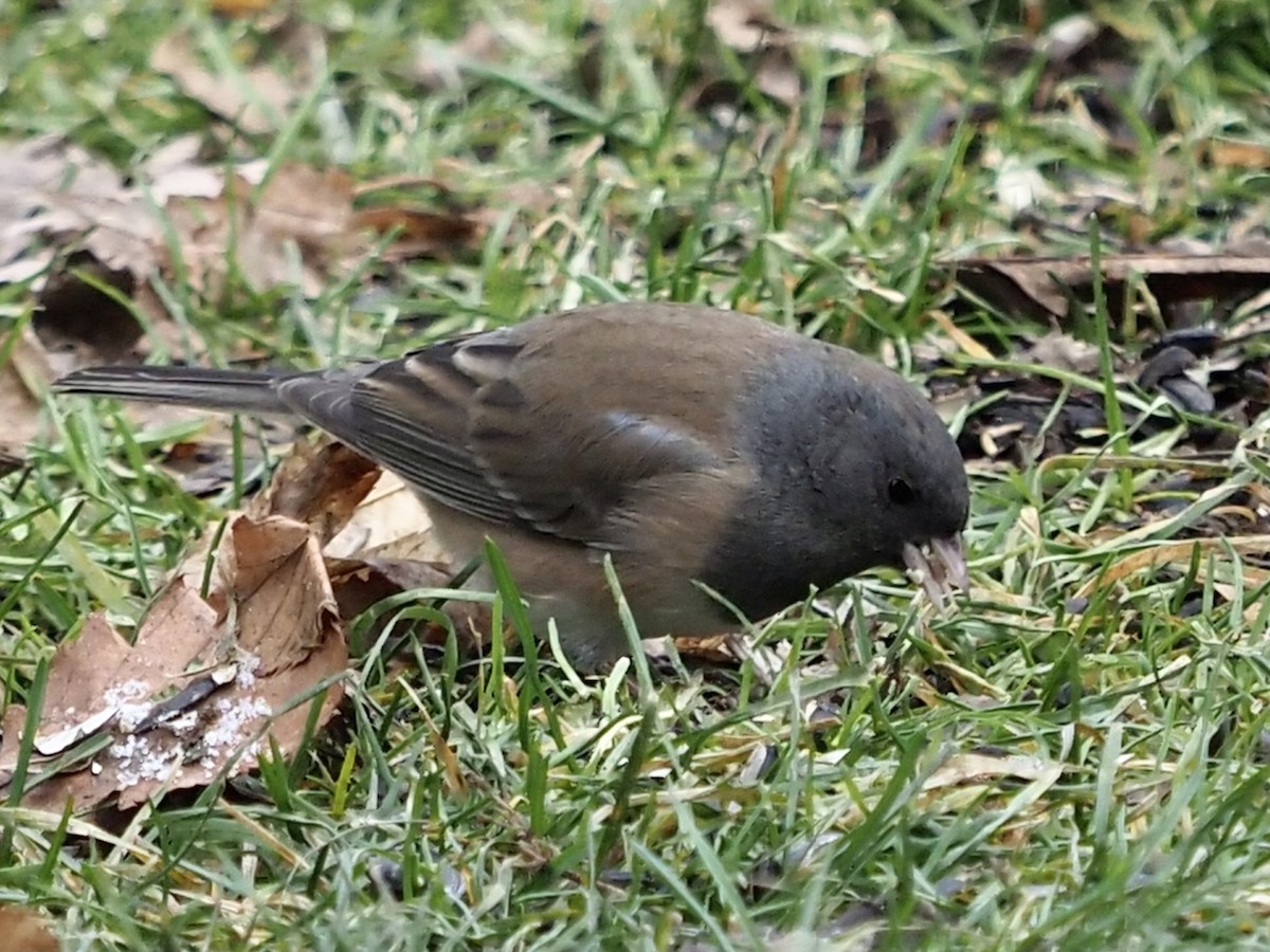 Dark-eyed Junco (Oregon) - Celeste Morien