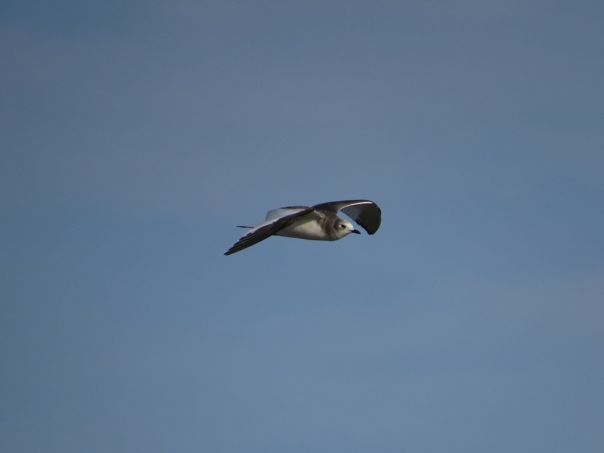 Sabine's Gull - Port of Baltimore