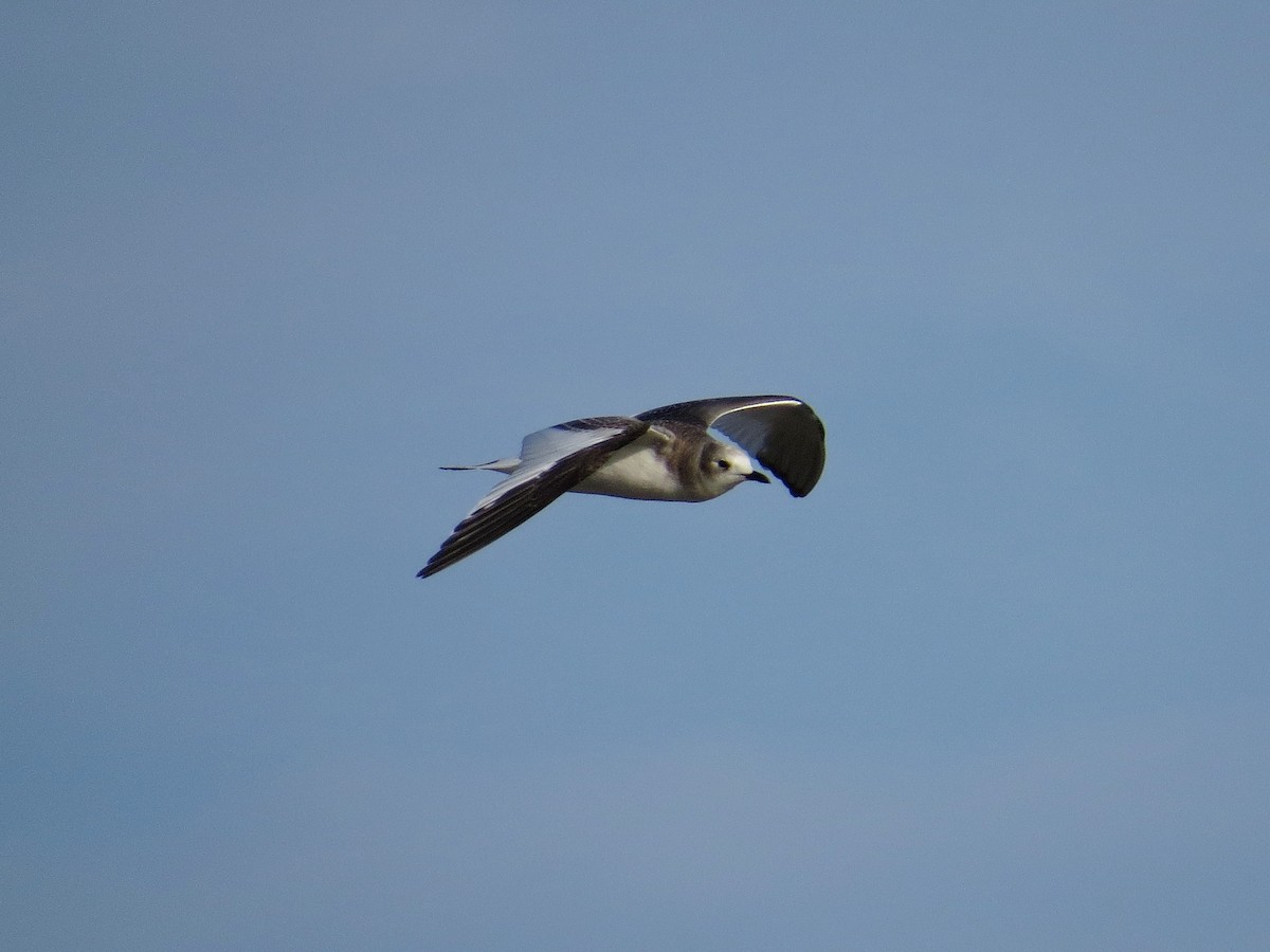 Sabine's Gull - ML522660131