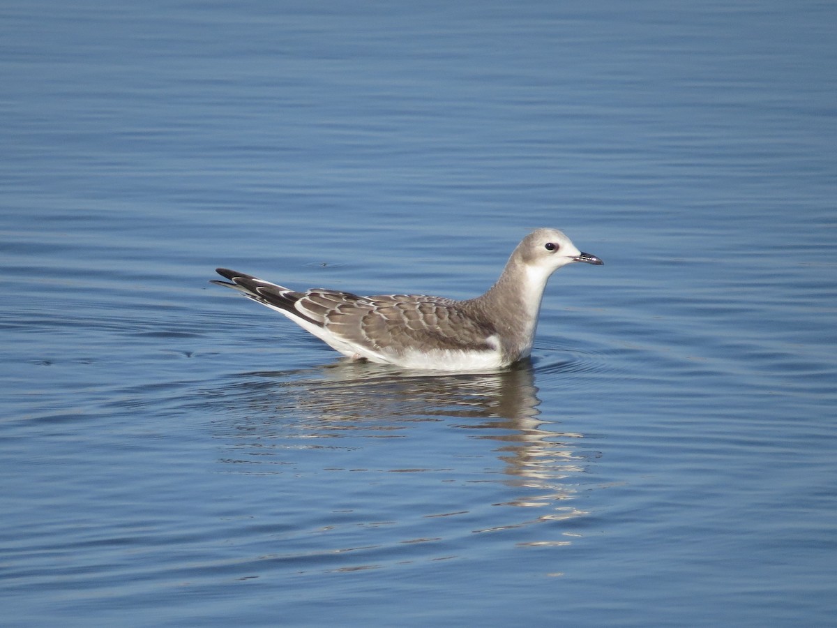 Sabine's Gull - ML522660251