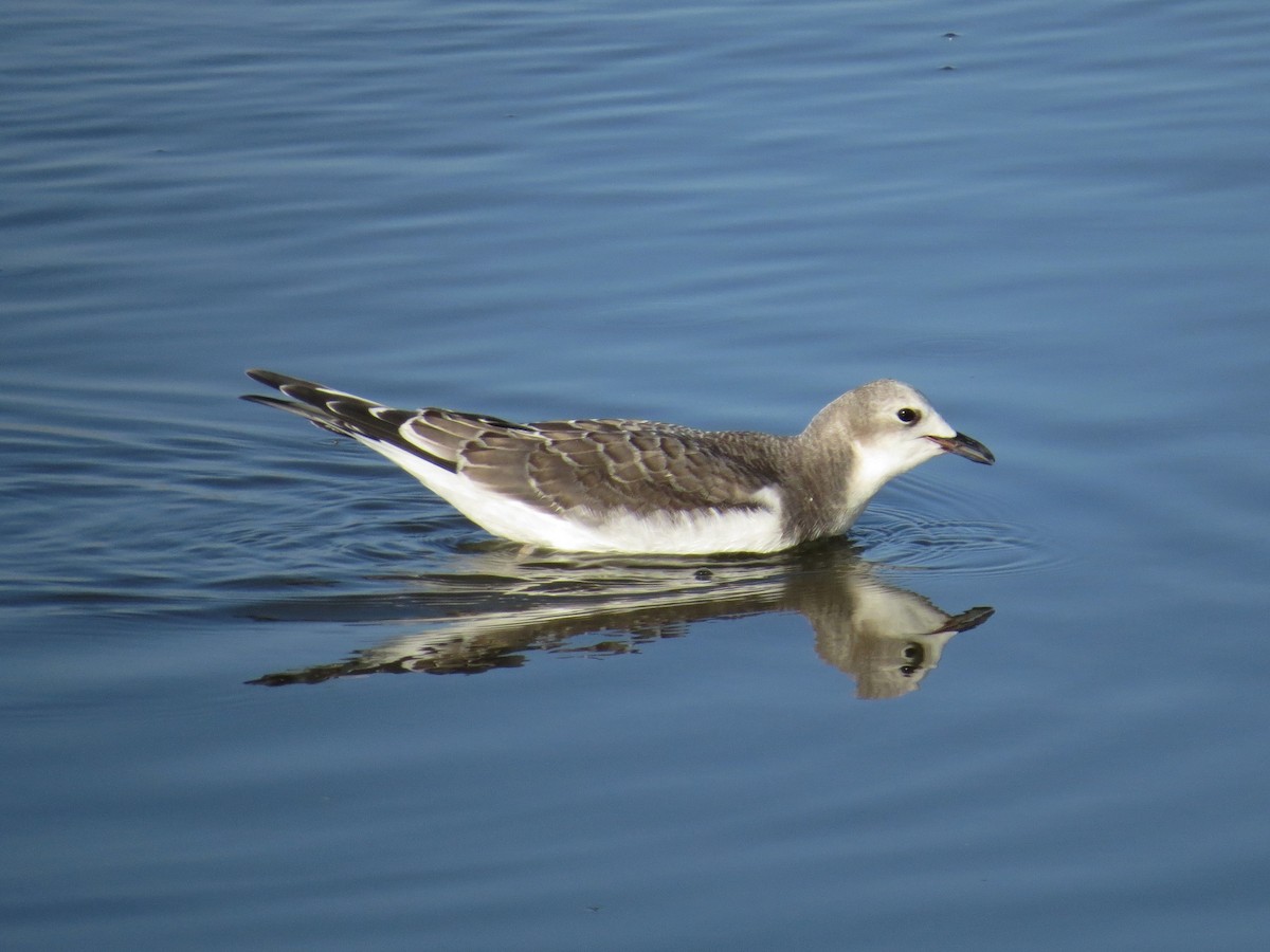 Sabine's Gull - ML522660261