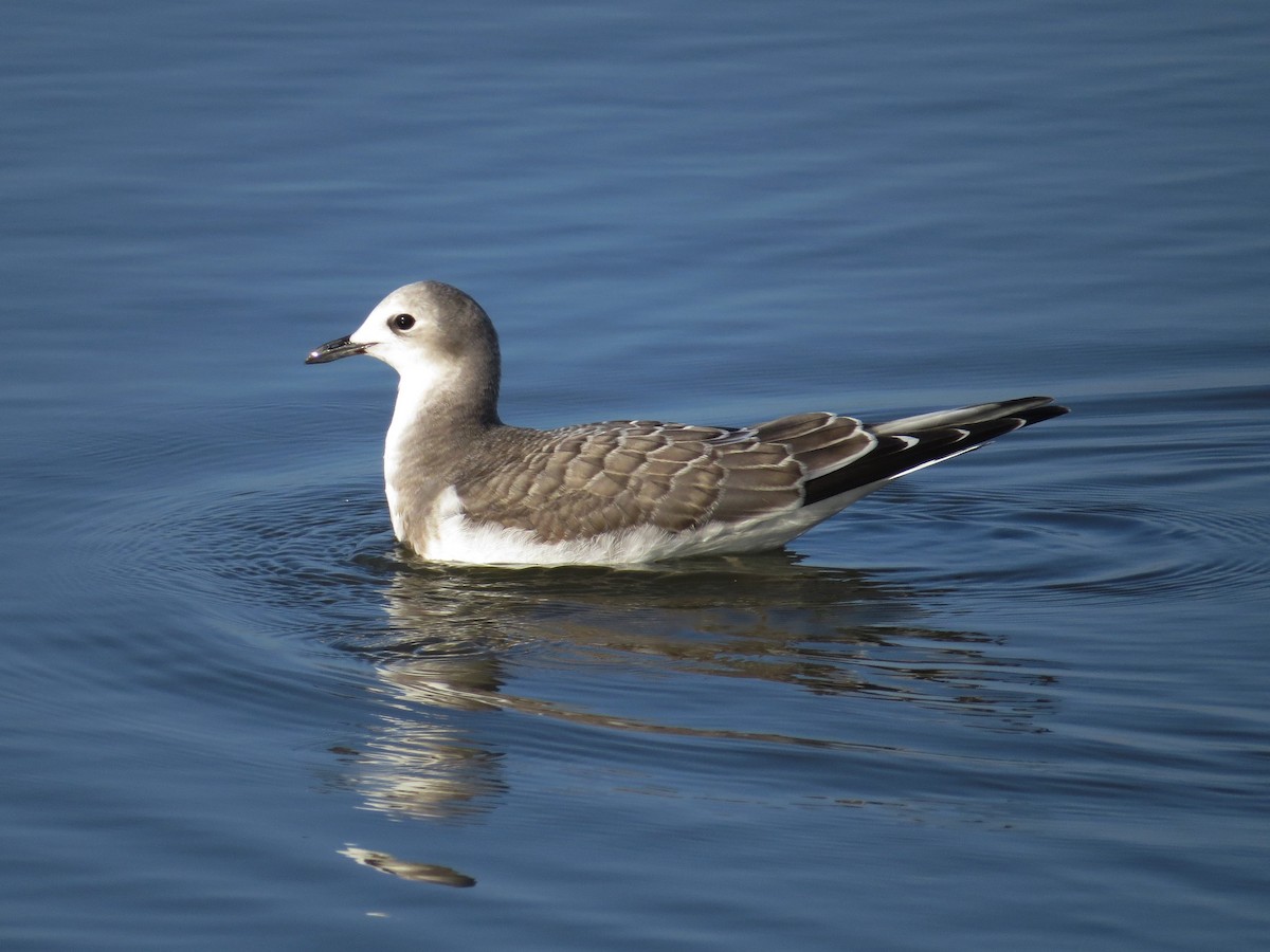 Sabine's Gull - ML522660371