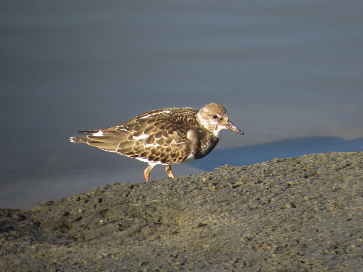 Ruddy Turnstone - ML522660451