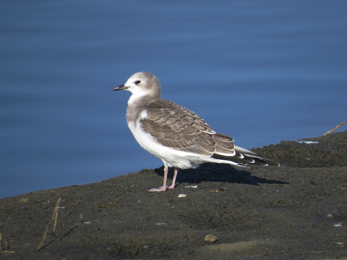 Sabine's Gull - ML522660461