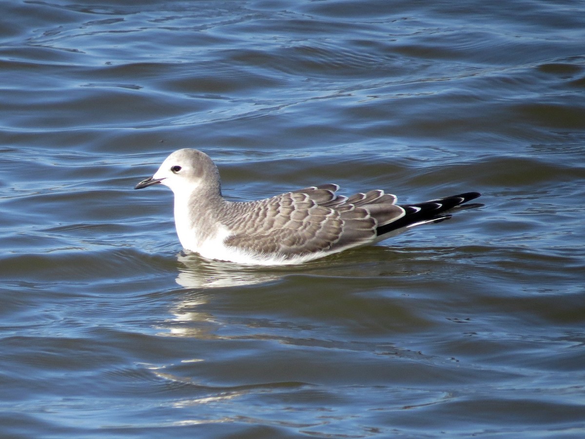 Sabine's Gull - ML522663821