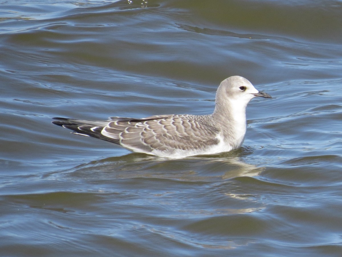 Sabine's Gull - ML522663861