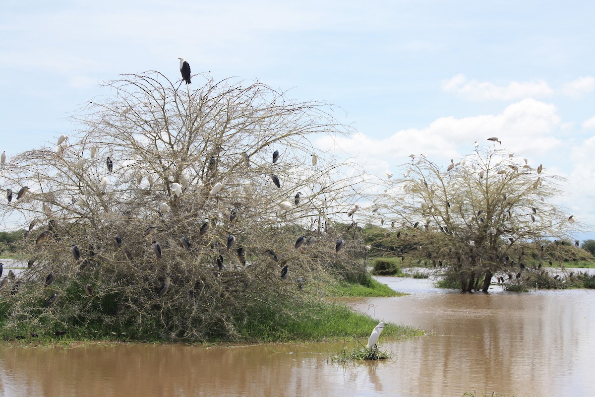 Black-crowned Night Heron - Ana Grau