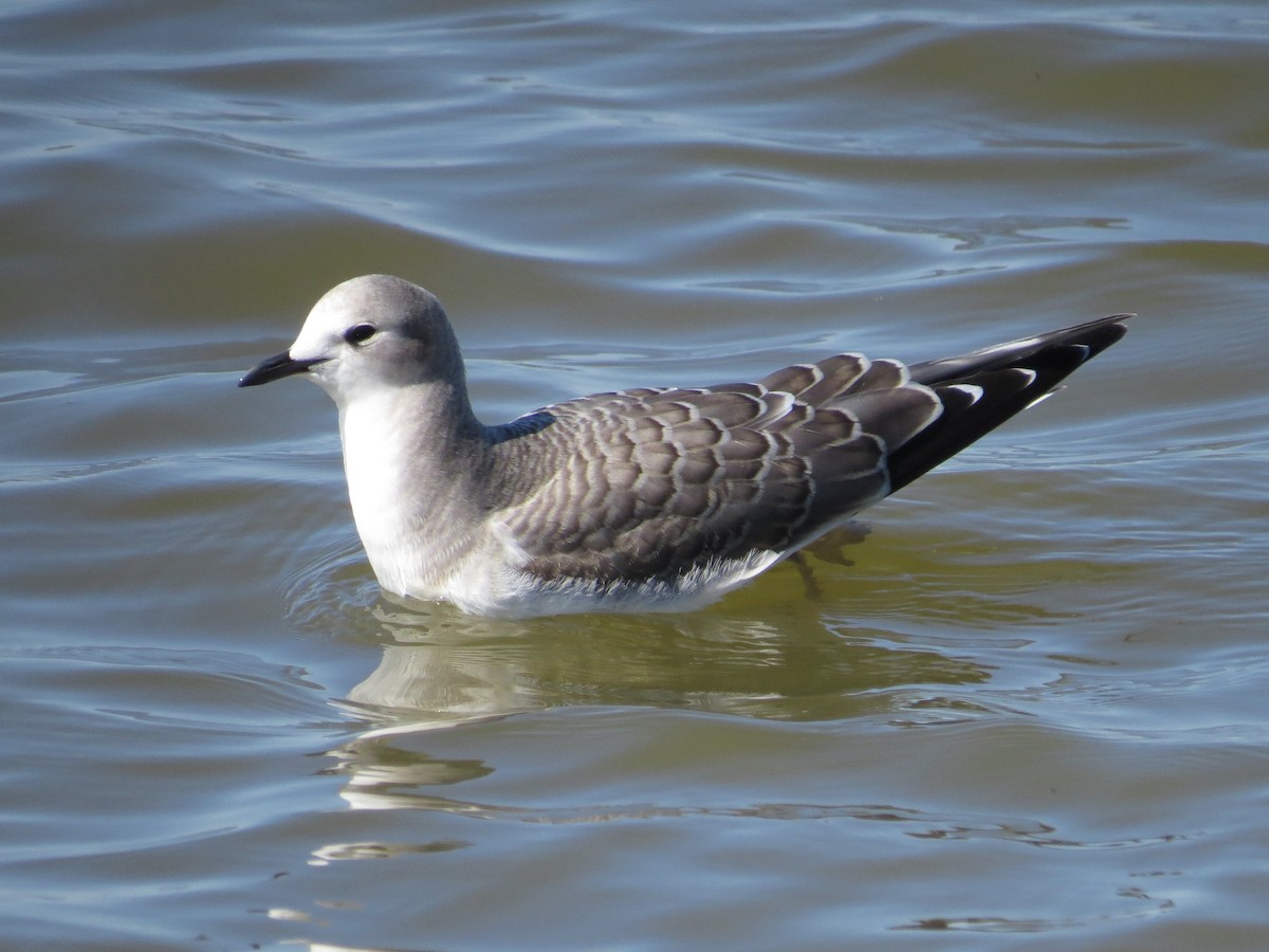 Sabine's Gull - ML522663931