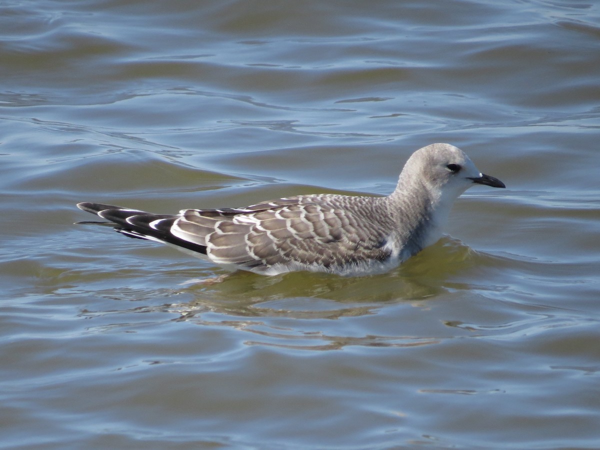 Sabine's Gull - ML522663941