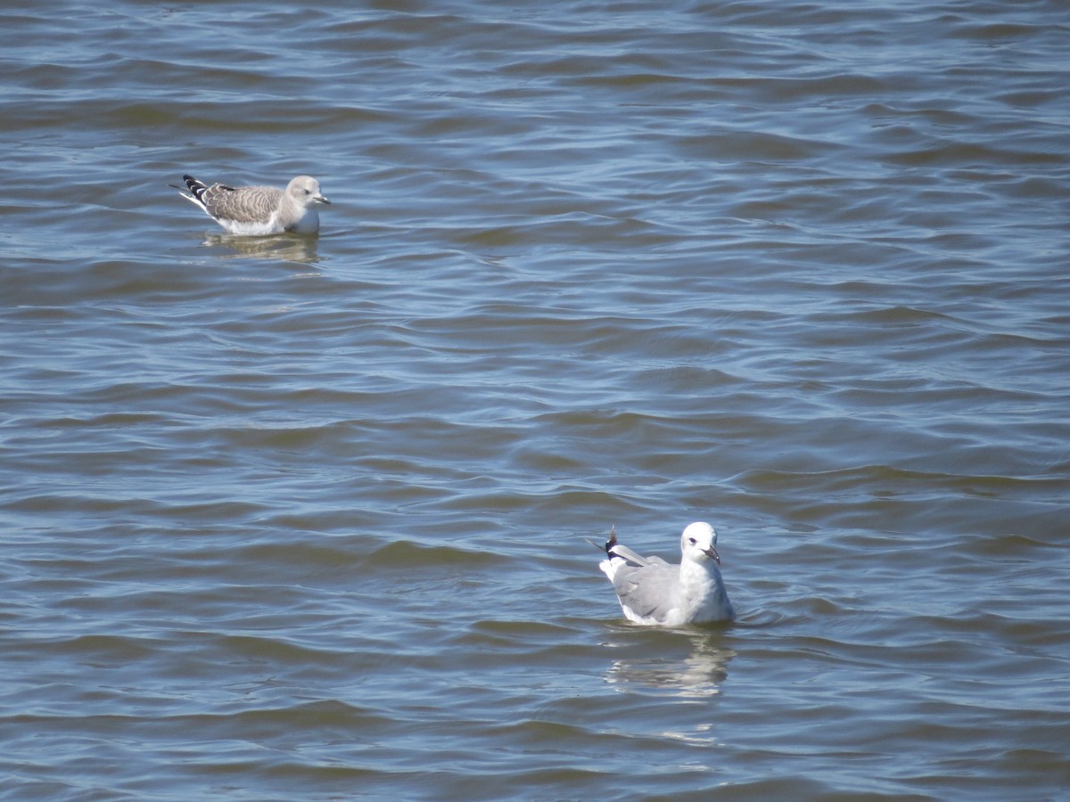 Sabine's Gull - ML522663981