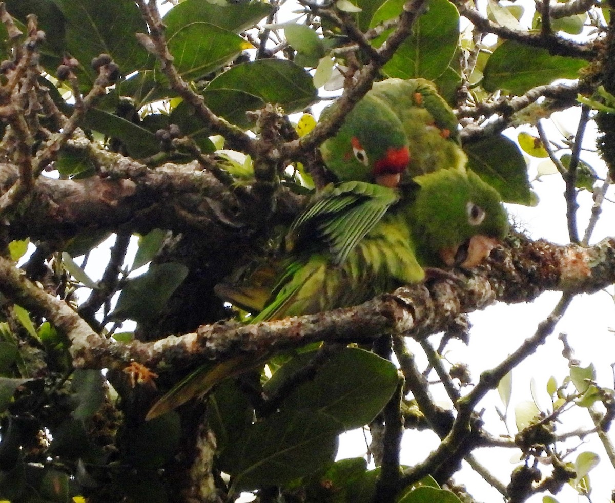 アカビタイメキシコインコ - ML522664201