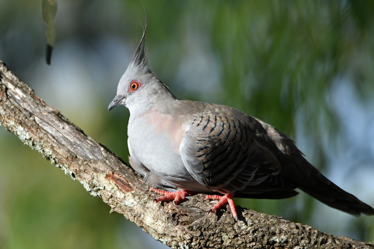 Crested Pigeon - Peter & Shelly Watts