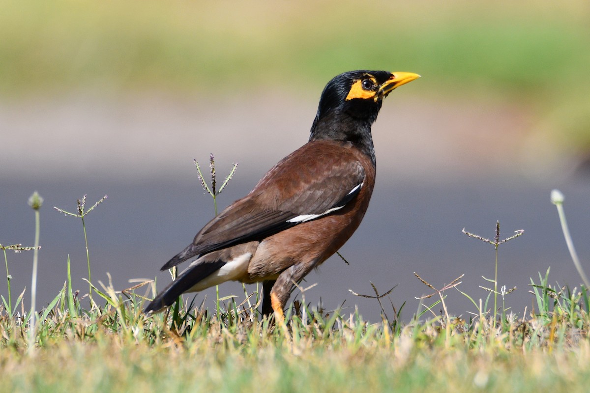 Common Myna - Peter & Shelly Watts