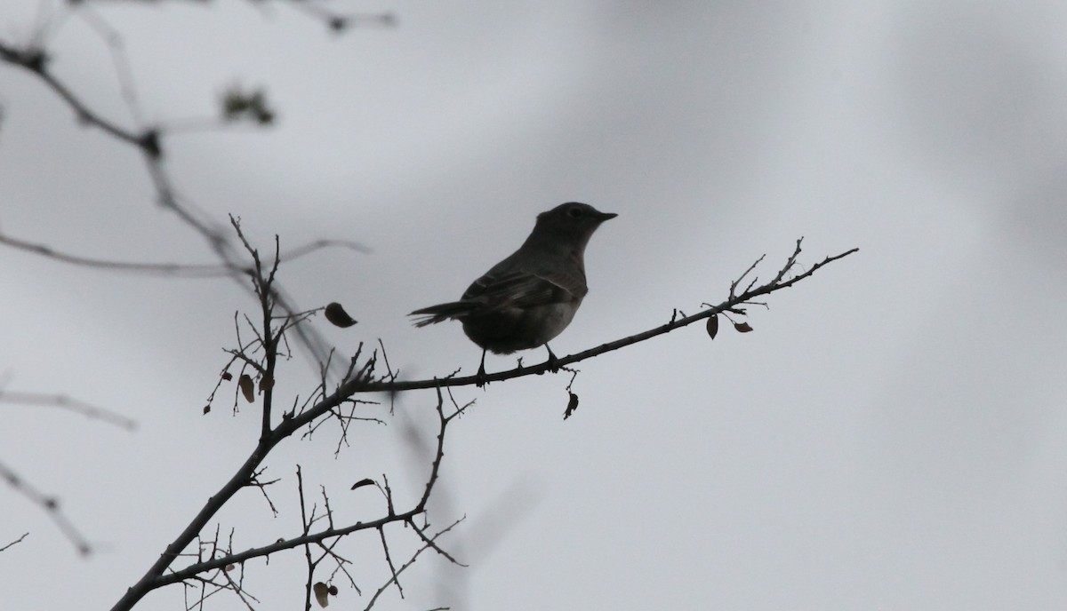 Townsend's Solitaire - ML522664671