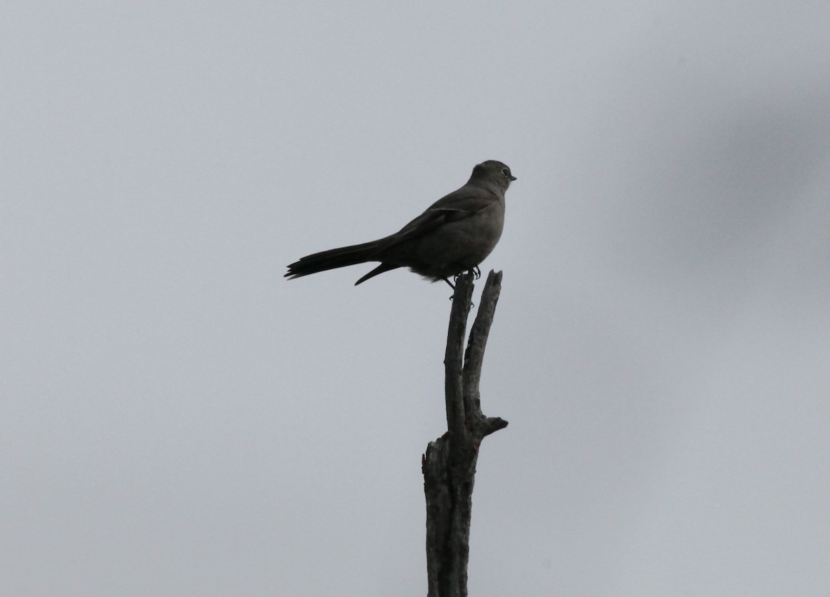 Townsend's Solitaire - ML522664691