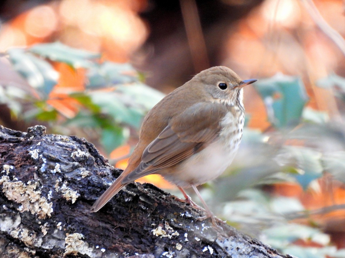 Hermit Thrush - Jennifer (and Scott) Martin