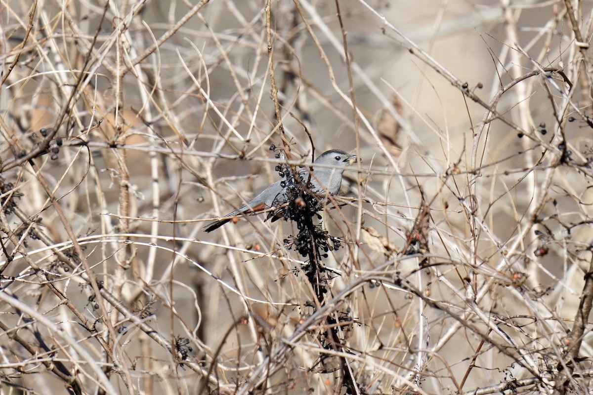 Gray Catbird - ML522665201