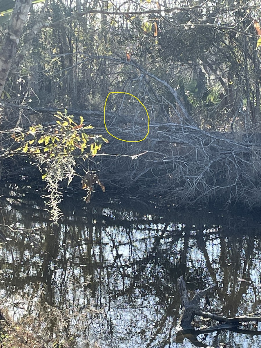 Limpkin (Speckled) - ML522665701