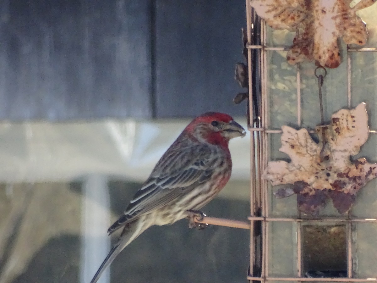 House Finch - ML52266571