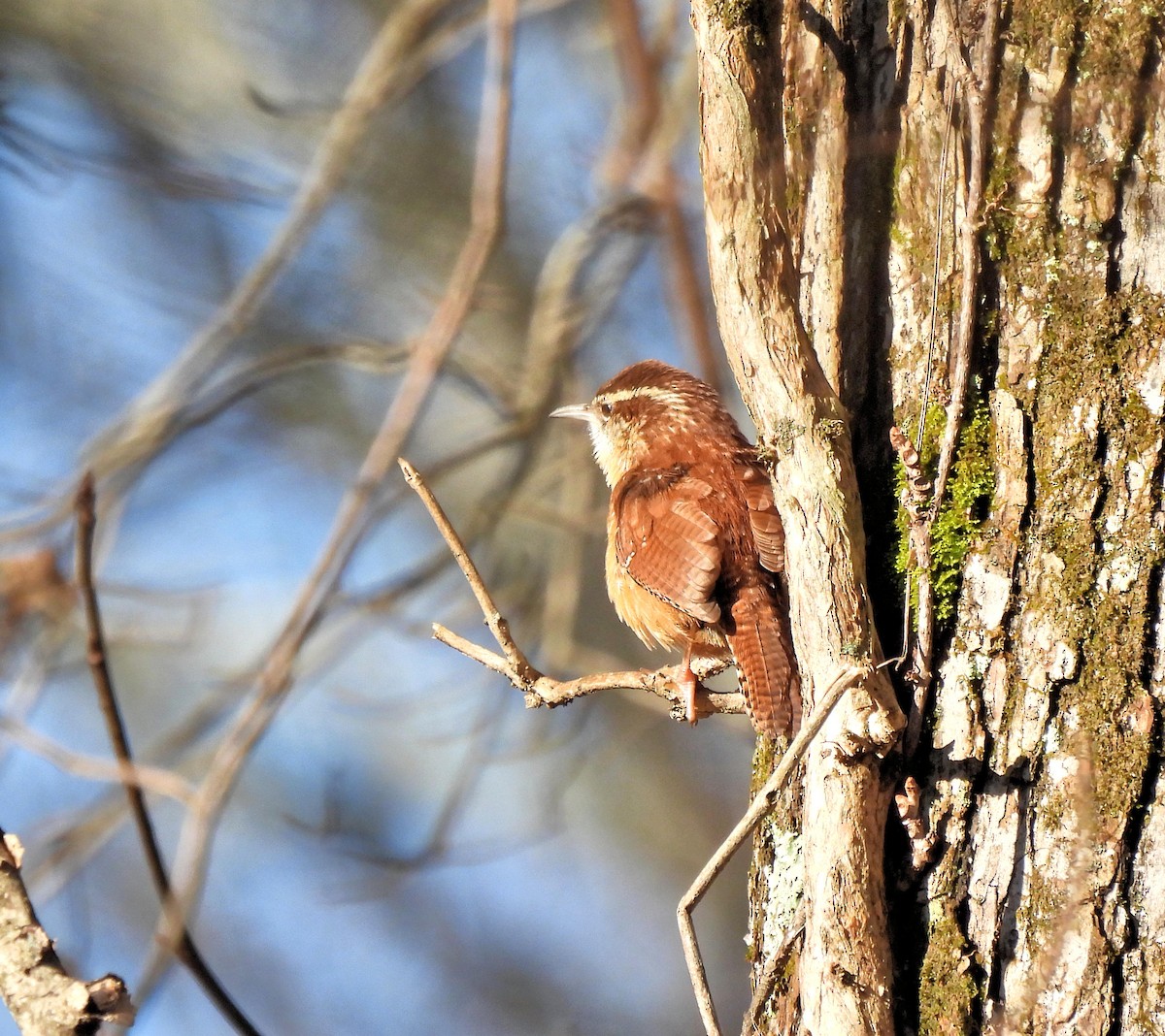 Carolina Wren - Jennifer (and Scott) Martin