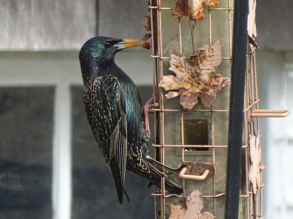 European Starling - ML52266661