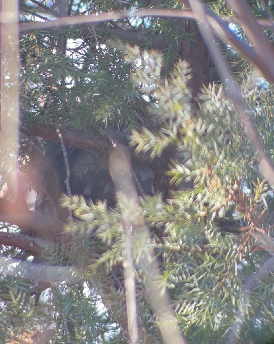 Northern Saw-whet Owl - Jeff Blatz