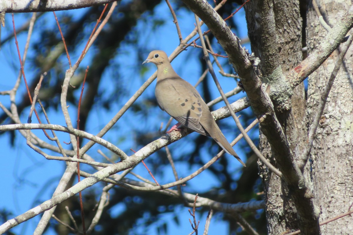 Mourning Dove - ML522666901