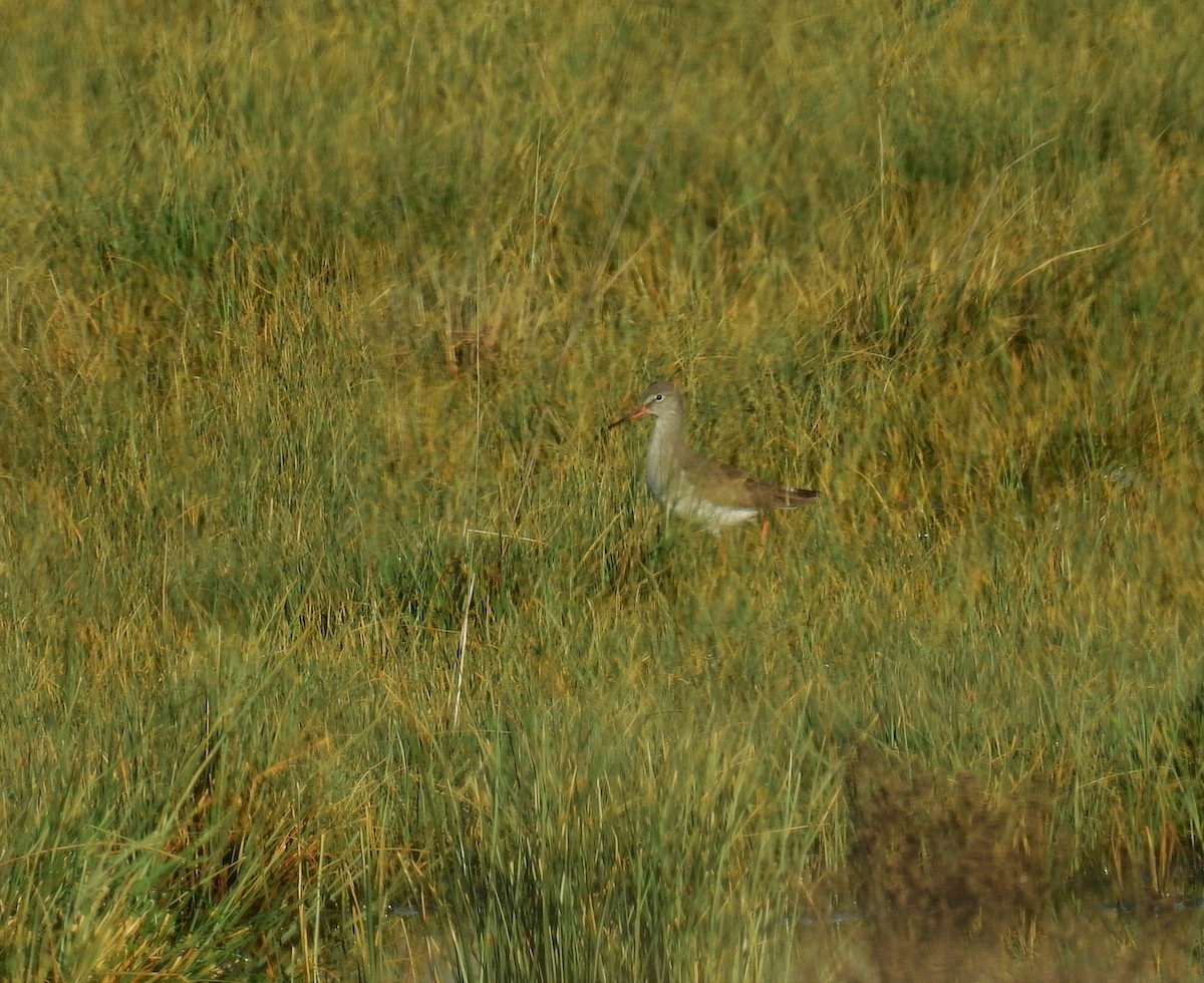 Common Redshank - Fernando T Rico