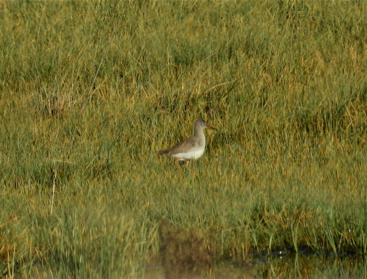 Common Redshank - Fernando T Rico