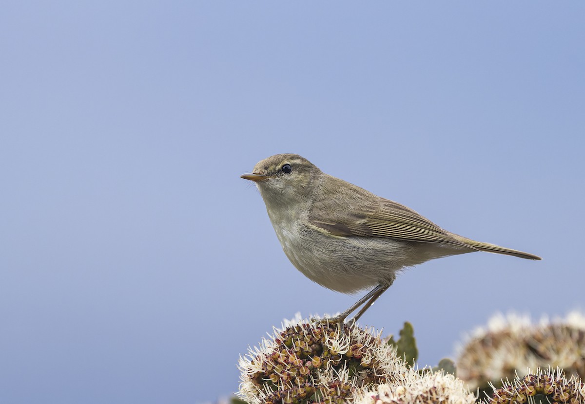 Greenish Warbler - ML522667111