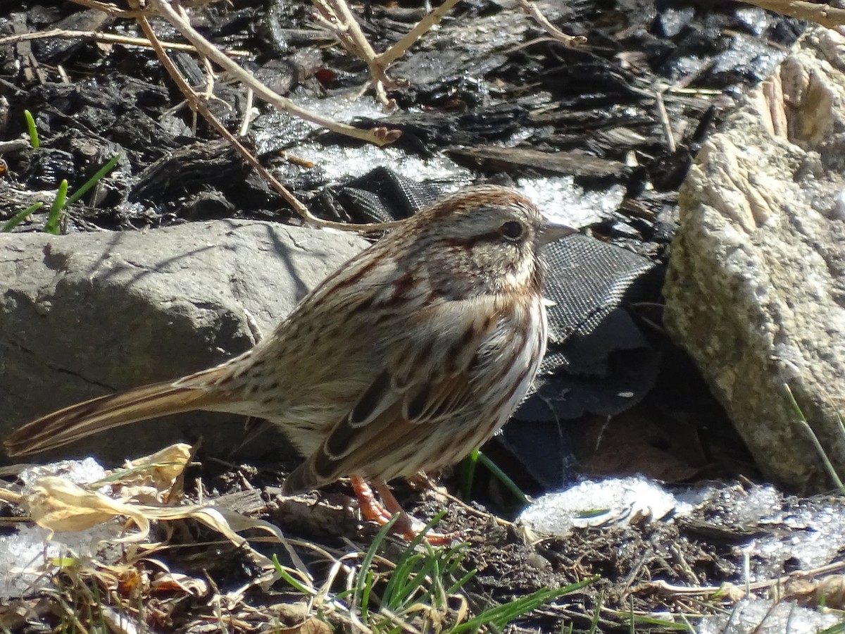 Song Sparrow - ML52266741