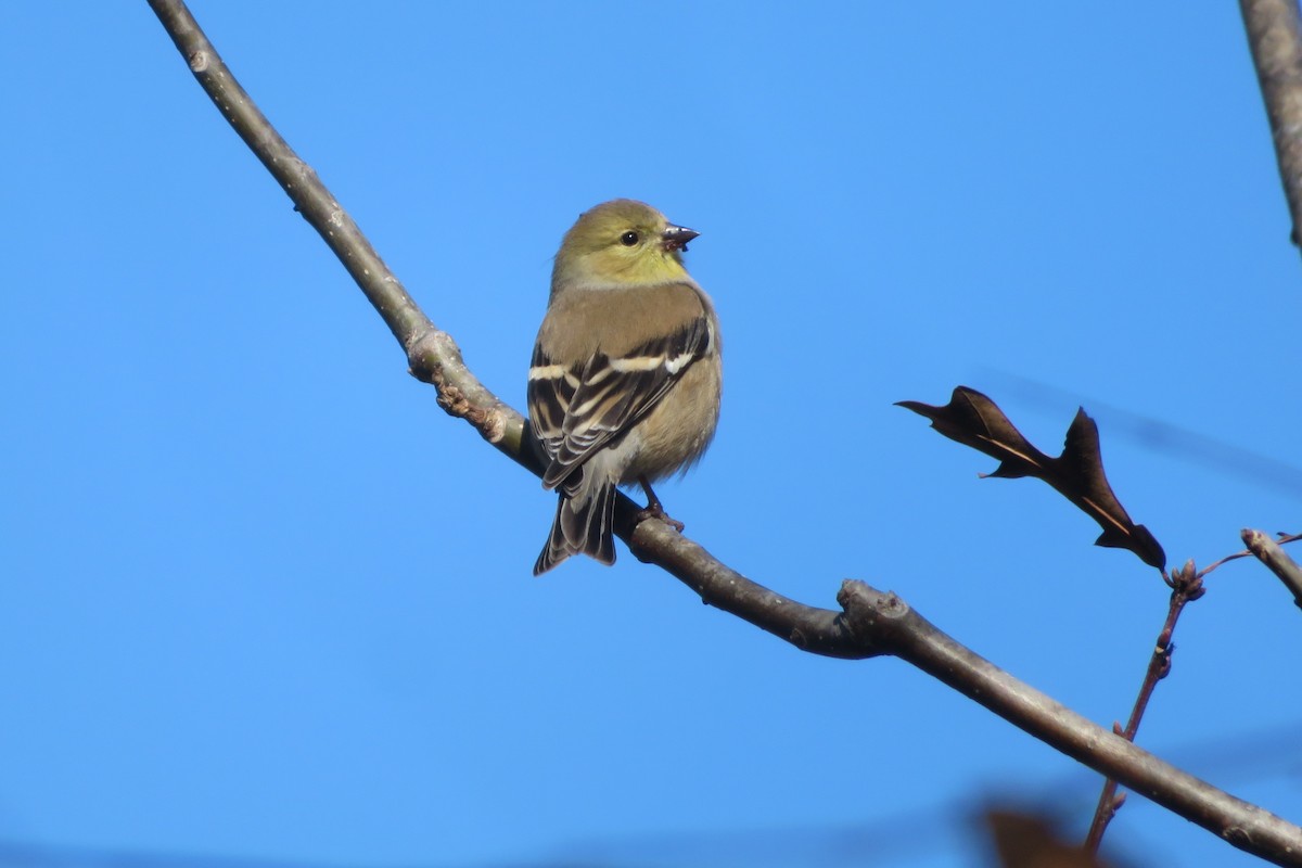 American Goldfinch - ML522667611